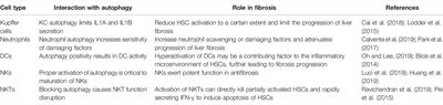 Crosstalk Between Autophagy and Innate Immunity: A Pivotal Role in Hepatic Fibrosis